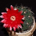 Ph Gymnocalycium baldianum1 VitNat