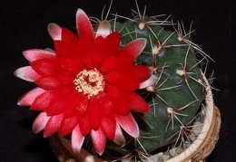 Ph Gymnocalycium baldianum1 VitNat