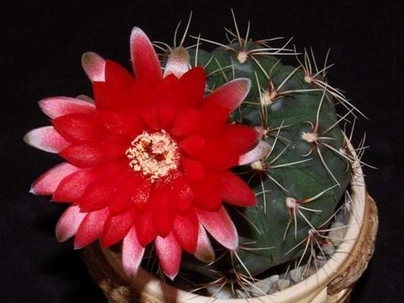 Ph Gymnocalycium baldianum1 VitNat