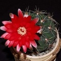 Ph Gymnocalycium baldianum1 VitNat