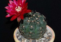 Ph Gymnocalycium baldianum Moksa