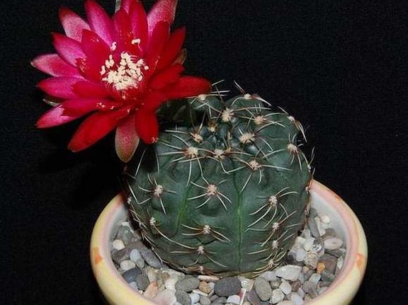 Ph Gymnocalycium baldianum Moksa