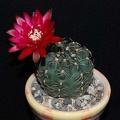 Ph Gymnocalycium baldianum Moksa