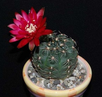 Ph Gymnocalycium baldianum Moksa