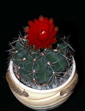 Ph Gymnocalycium baldianum VitNat