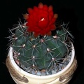 Ph Gymnocalycium baldianum VitNat