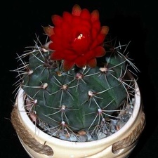 Ph Gymnocalycium baldianum VitNat