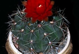 Ph Gymnocalycium baldianum VitNat