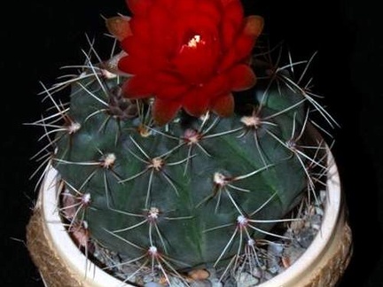 Ph Gymnocalycium baldianum VitNat