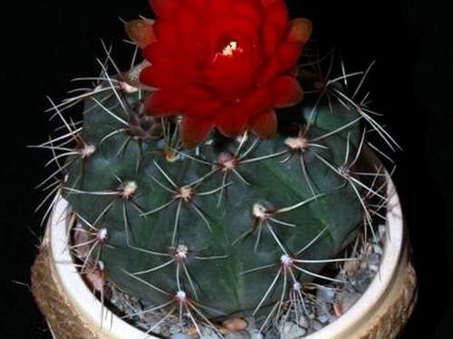 Ph Gymnocalycium baldianum VitNat
