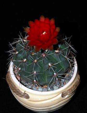 Ph Gymnocalycium baldianum VitNat
