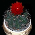 Ph Gymnocalycium baldianum VitNat