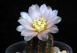 Ph Gymnocalycium bruchii VitNat