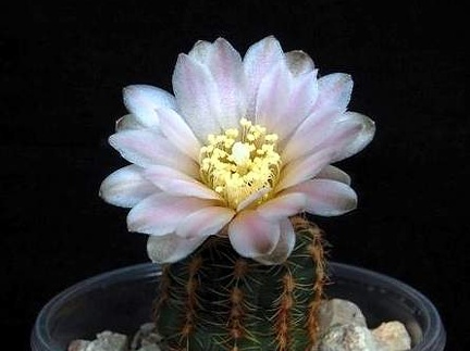 Ph Gymnocalycium bruchii VitNat