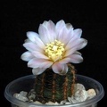 Ph Gymnocalycium bruchii VitNat