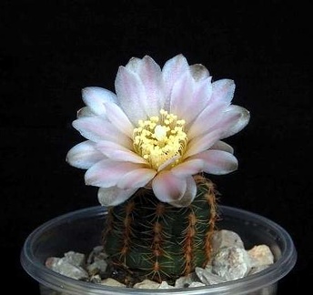 Ph Gymnocalycium bruchii VitNat