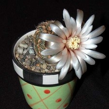 Ph Gymnocalycium papschii1 VitNat
