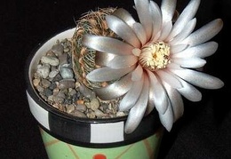 Ph Gymnocalycium papschii1 VitNat