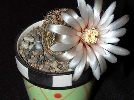 Ph Gymnocalycium papschii1 VitNat