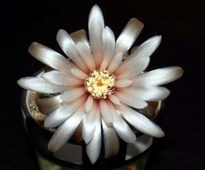 Ph Gymnocalycium papschii VitNat