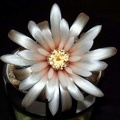 Ph Gymnocalycium papschii VitNat