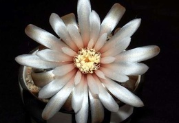 Ph Gymnocalycium papschii VitNat