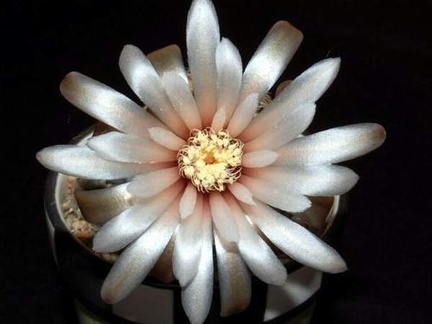 Ph Gymnocalycium papschii VitNat