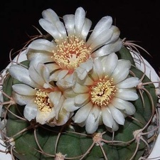 Ph Gymnocalycium spegazzinii VitNat