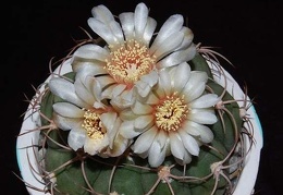 Ph Gymnocalycium spegazzinii VitNat