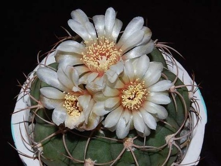 Ph Gymnocalycium spegazzinii VitNat