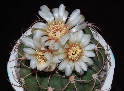 Ph Gymnocalycium spegazzinii VitNat