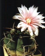 Gymnocalycium buenekeri