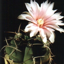 Gymnocalycium buenekeri