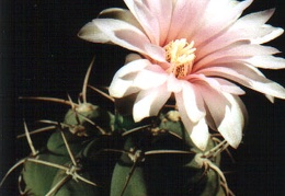 Gymnocalycium buenekeri