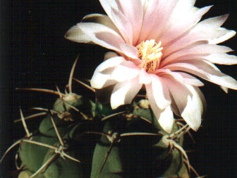 Gymnocalycium buenekeri