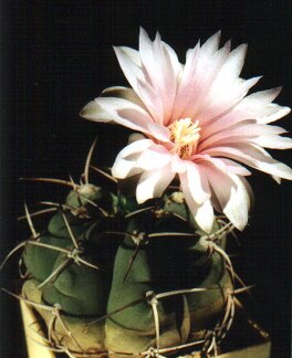 Gymnocalycium buenekeri