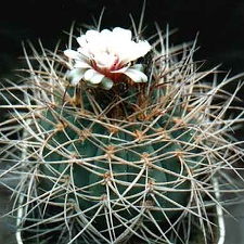 Gymnocalycium cardenasianum