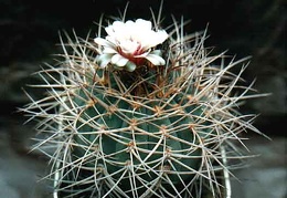 Gymnocalycium cardenasianum