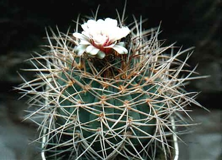 Gymnocalycium cardenasianum