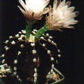 friedrichii v moserianum