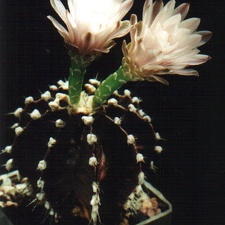 friedrichii v moserianum