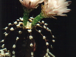 friedrichii v moserianum
