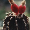 Gymnocalycium friedrichii