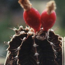 Gymnocalycium friedrichii