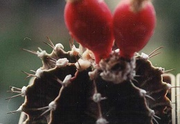 Gymnocalycium friedrichii