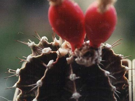 Gymnocalycium friedrichii