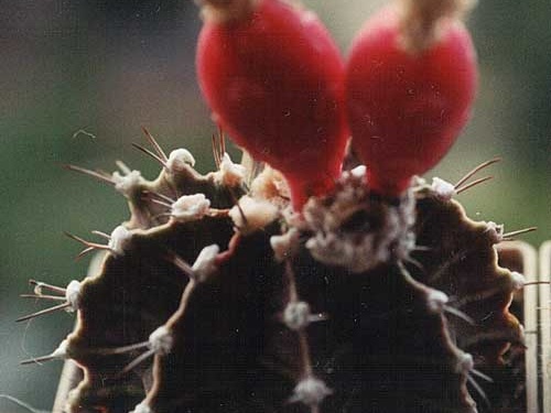 Gymnocalycium friedrichii