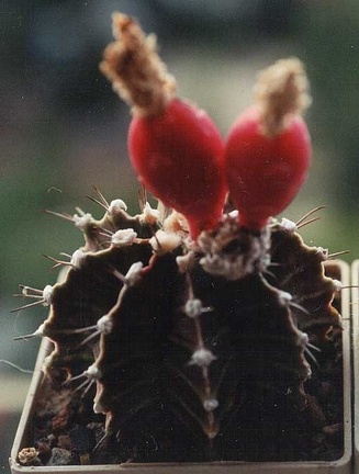 Gymnocalycium friedrichii
