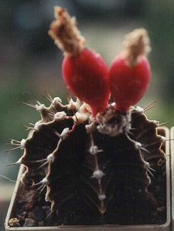 Gymnocalycium friedrichii