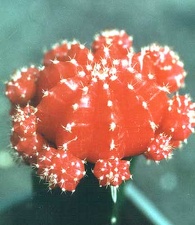 gymnocalycium michanovichii  f  rubra
